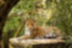 Tigre descansando